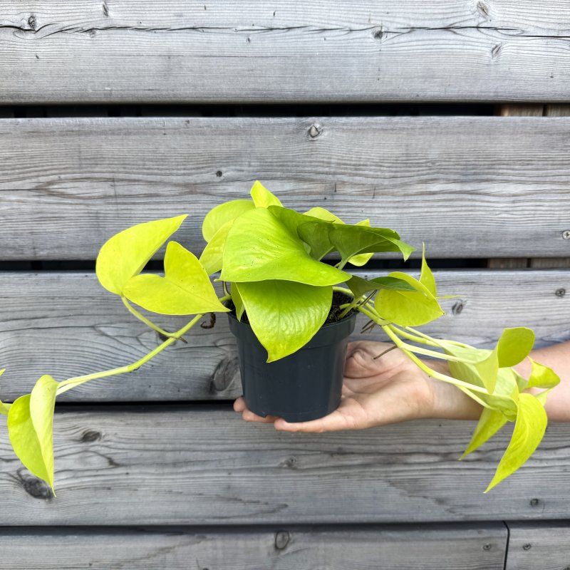 Epipremnum (Potosovec) ´NEON´ - kont. C1L, výška 20-35 cm, ⌀ 15 cm